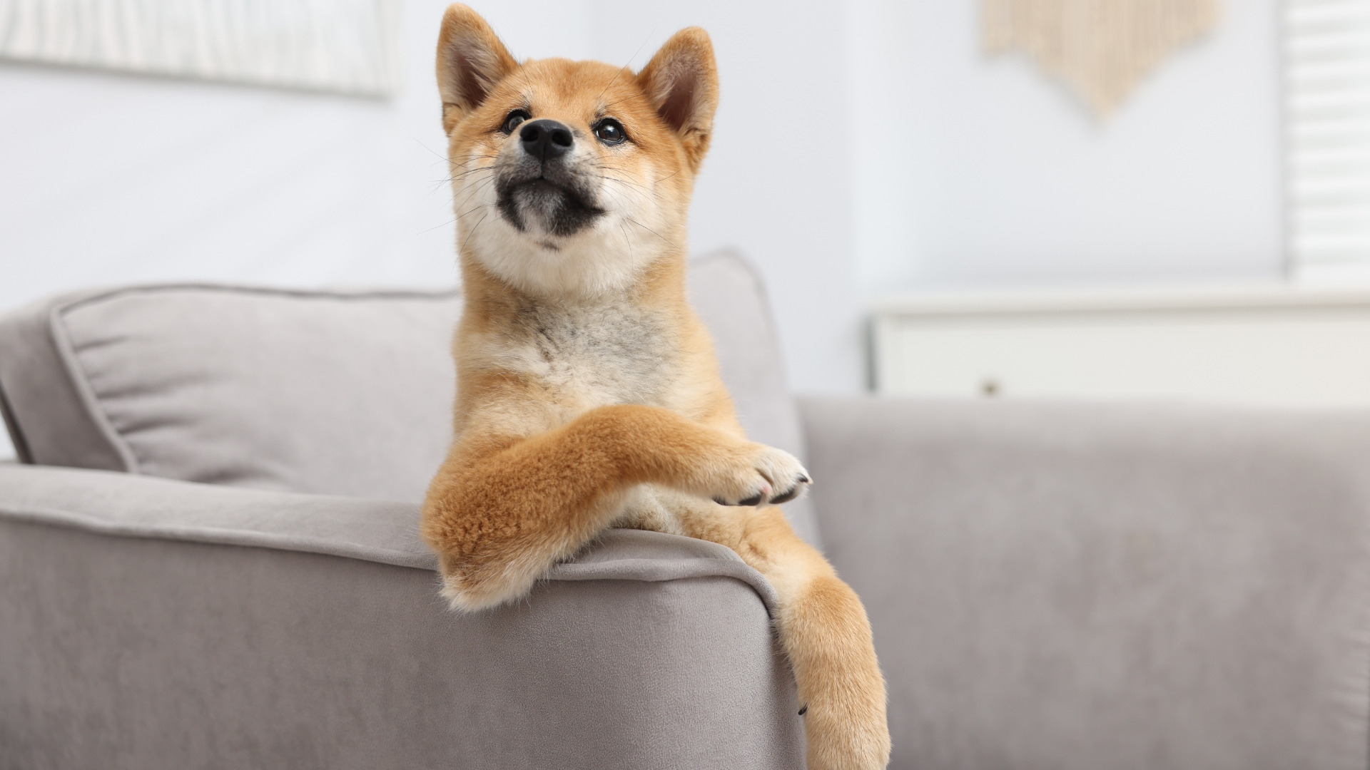 【犬と暮らす】リフォームのポイント