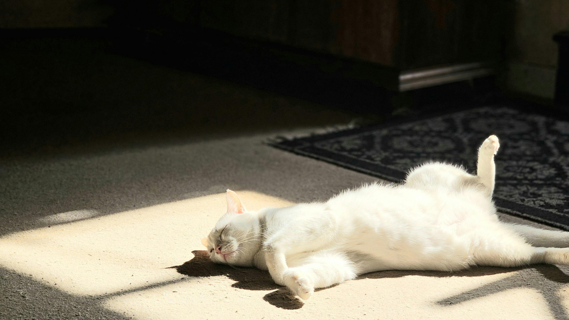 【猫と暮らす】リフォームのポイント