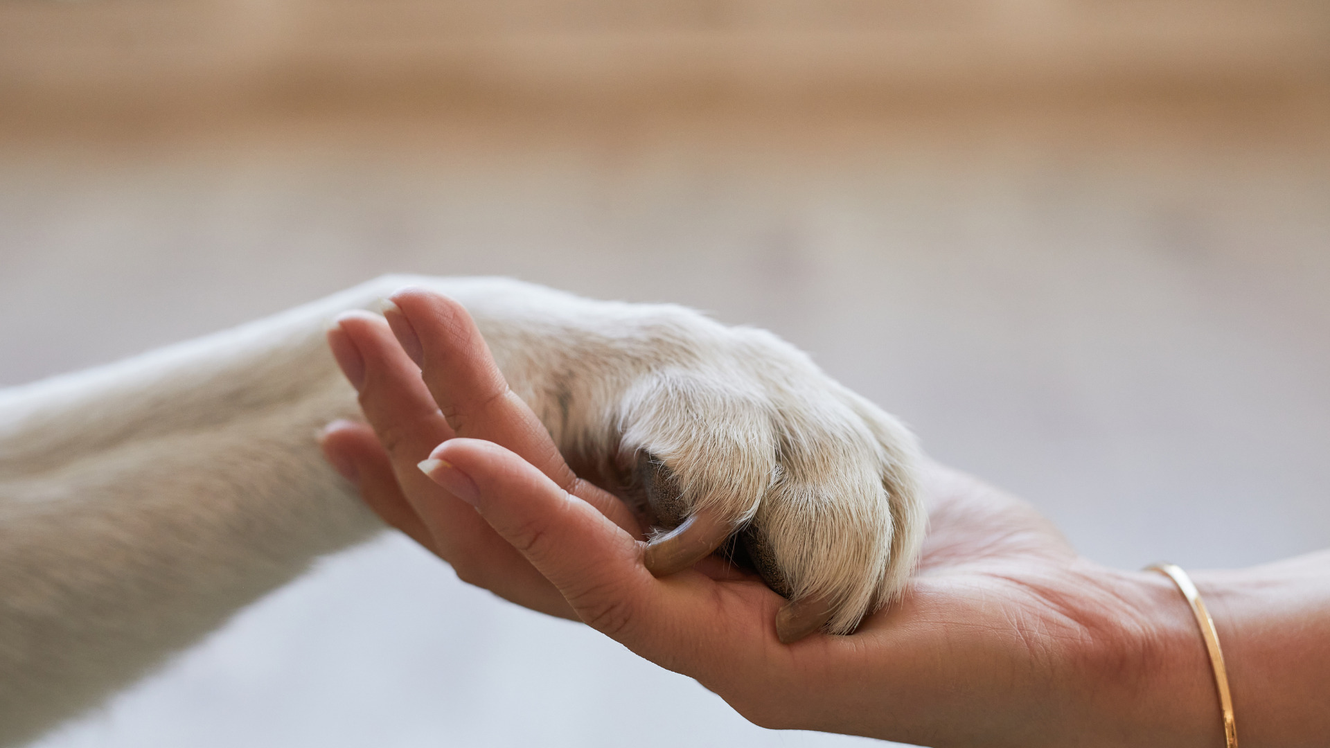 ペットリフォームは「設備」より先に「性能」を見直すべきペットリフォームは「設備」より先に「性能」を見直すべき