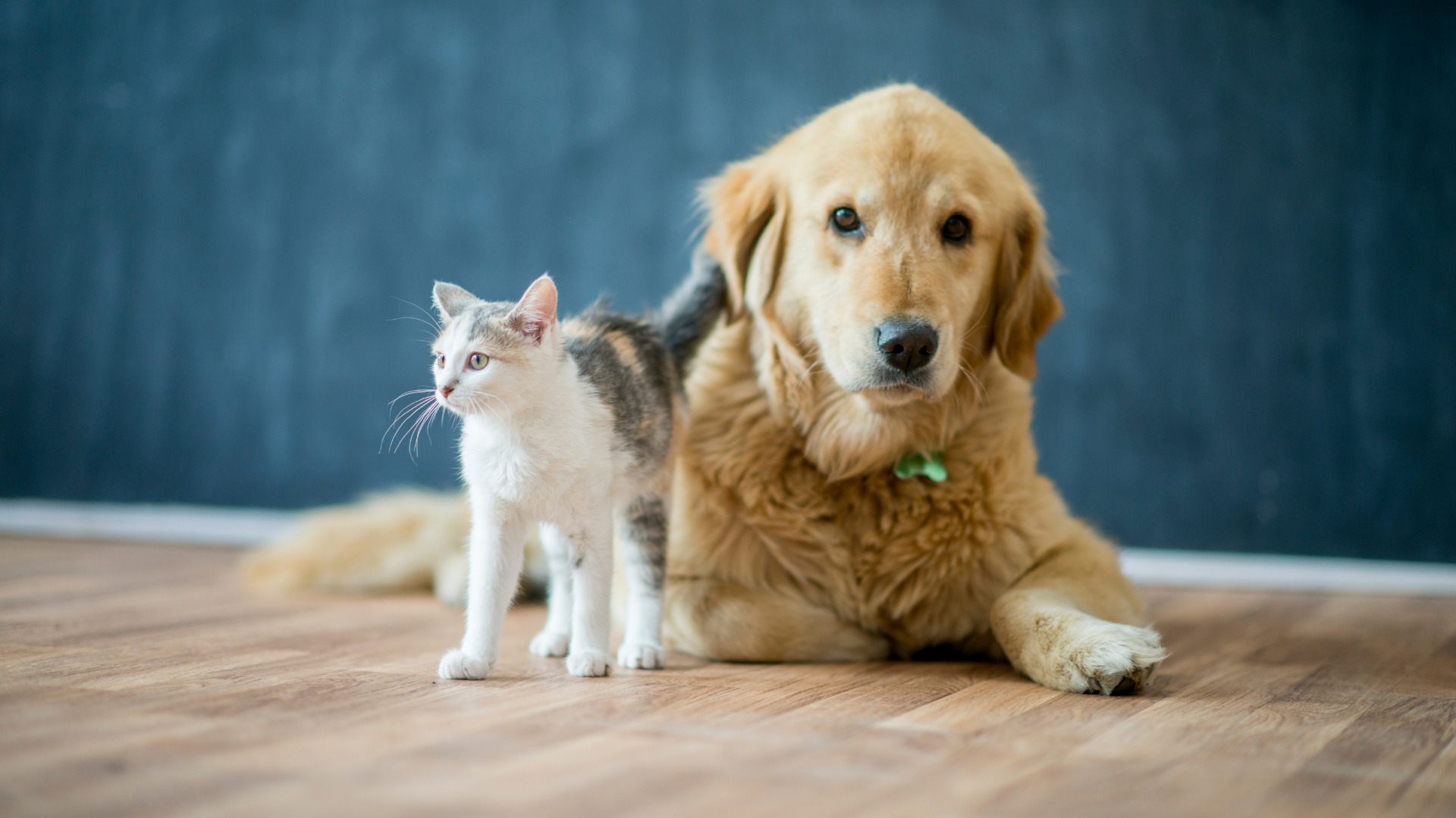 加古川市でペットリフォームをする費用相場（大規模リフォーム）