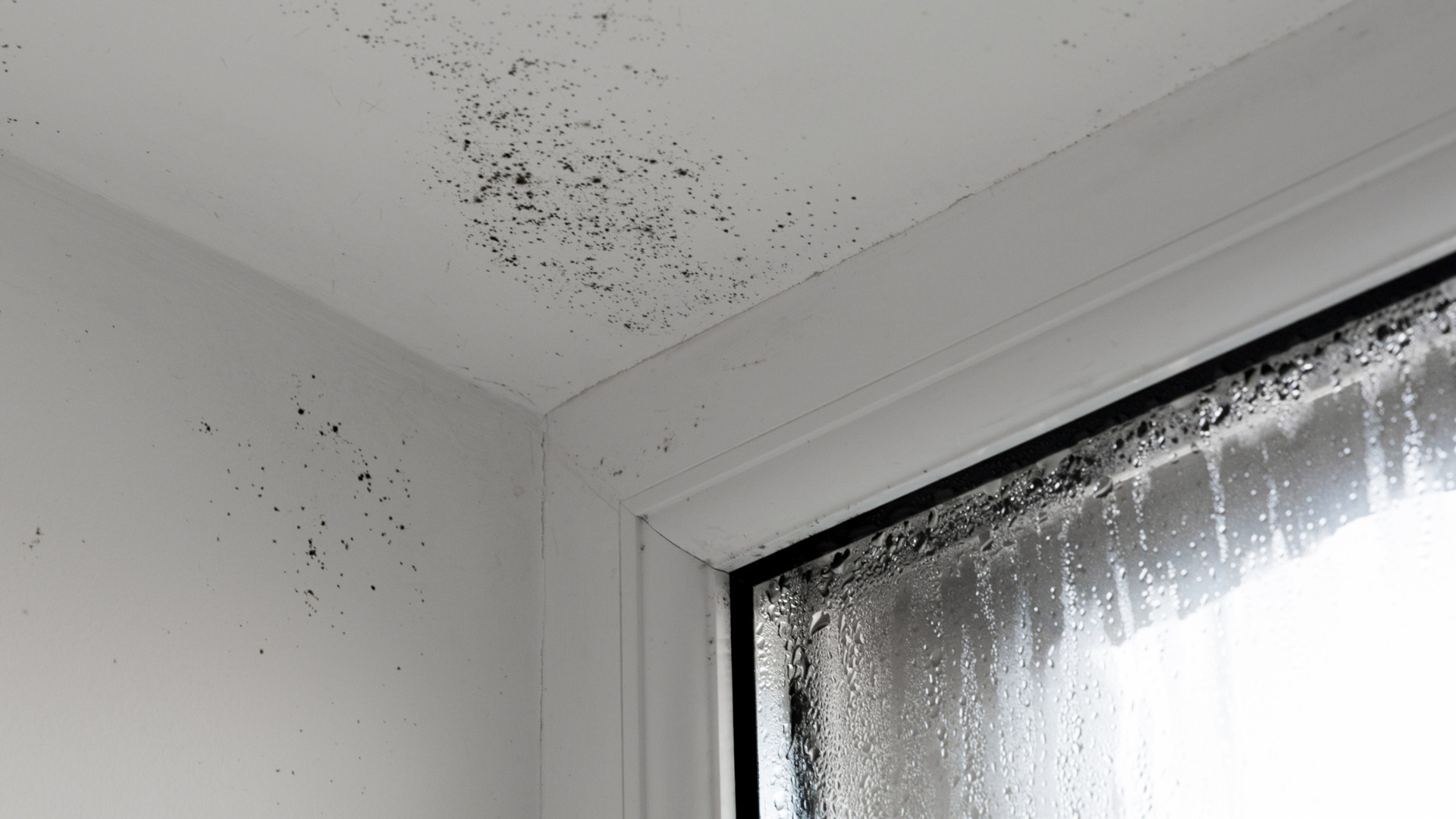 放置厳禁！結露とカビが引き起こす「2つの崩壊」